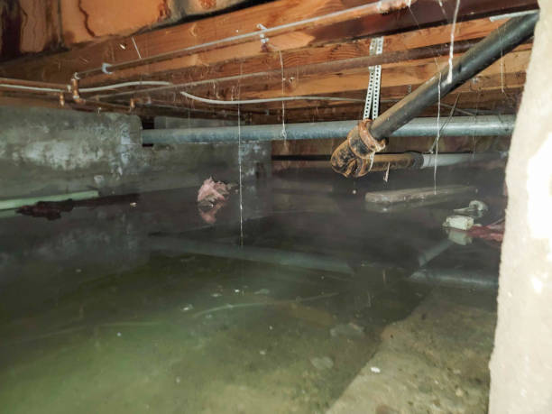 Best Water damage contractors near me  in Holyoke, CO