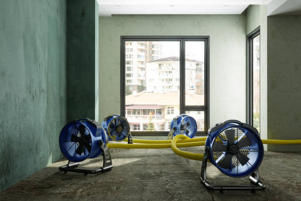 Best Basement water damage restoration  in Holyoke, CO